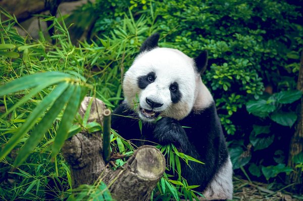 Quels sont les meilleurs spots pour l'observation des pandas géants en Chine : parcs et périodes recommandées ?